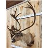 Image 4 : Caribou In Faux Velvet Shoulder Mount Taxidermy
