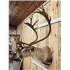 Image 5 : Caribou In Faux Velvet Shoulder Mount Taxidermy