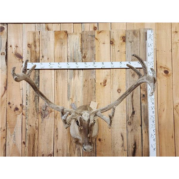 Caribou In Velvet Shoulder Mount Taxidermy