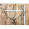 Image 1 : Caribou In Velvet Shoulder Mount Taxidermy