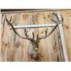Image 2 : Caribou In Velvet Shoulder Mount Taxidermy