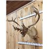 Image 3 : Caribou In Velvet Shoulder Mount Taxidermy