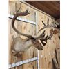 Image 4 : Caribou In Velvet Shoulder Mount Taxidermy