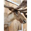 Image 5 : Caribou In Velvet Shoulder Mount Taxidermy