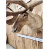 Image 6 : Caribou In Velvet Shoulder Mount Taxidermy