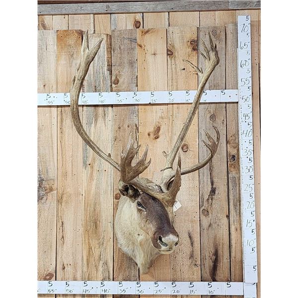Big Caribou Shoulder Mount Taxidermy