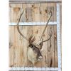 Image 1 : Big Caribou Shoulder Mount Taxidermy
