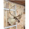 Image 2 : Big Caribou Shoulder Mount Taxidermy