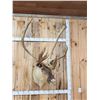 Image 3 : Big Caribou Shoulder Mount Taxidermy