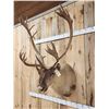 Image 4 : Big Caribou Shoulder Mount Taxidermy