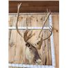 Image 5 : Big Caribou Shoulder Mount Taxidermy