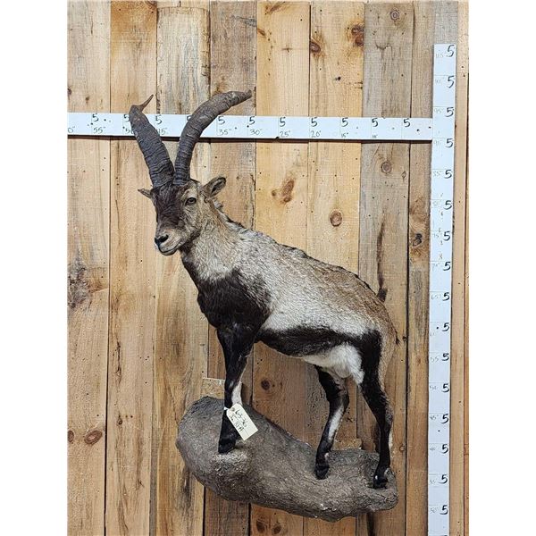 Spanish Or Gredos Ibex Full Body Taxidermy Mount
