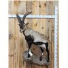 Image 1 : Spanish Or Gredos Ibex Full Body Taxidermy Mount