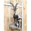 Image 2 : Spanish Or Gredos Ibex Full Body Taxidermy Mount