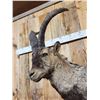 Image 3 : Spanish Or Gredos Ibex Full Body Taxidermy Mount
