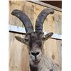 Image 4 : Spanish Or Gredos Ibex Full Body Taxidermy Mount