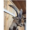 Image 5 : Spanish Or Gredos Ibex Full Body Taxidermy Mount