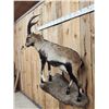 Image 6 : Spanish Or Gredos Ibex Full Body Taxidermy Mount