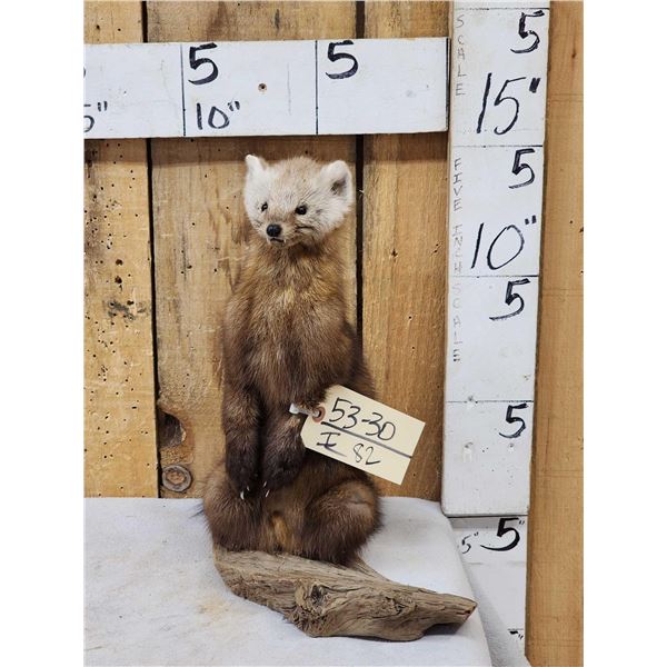 Pine Marten Full Body Taxidermy Mount