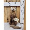 Image 1 : Pine Marten Full Body Taxidermy Mount
