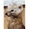 Image 2 : Pine Marten Full Body Taxidermy Mount