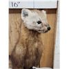 Image 3 : Pine Marten Full Body Taxidermy Mount
