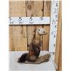 Image 4 : Pine Marten Full Body Taxidermy Mount
