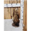 Image 5 : Pine Marten Full Body Taxidermy Mount