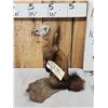 Image 6 : Pine Marten Full Body Taxidermy Mount