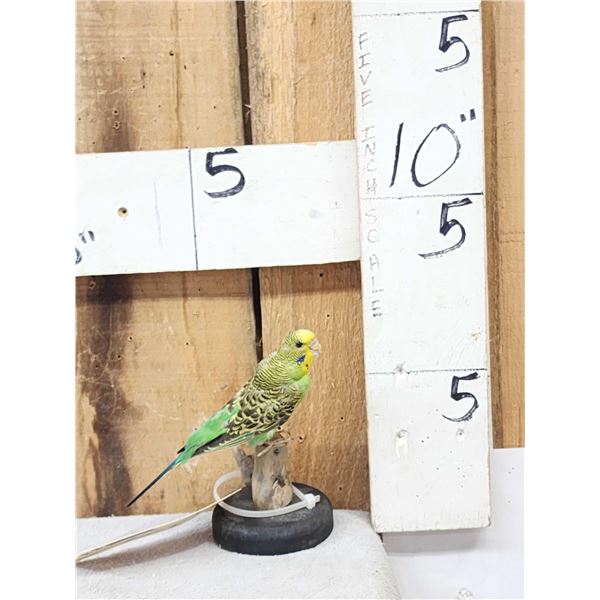 Green Budgie Parakeet Full Body Bird Taxidermy