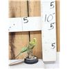 Image 1 : Green Budgie Parakeet Full Body Bird Taxidermy