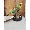 Image 2 : Green Budgie Parakeet Full Body Bird Taxidermy