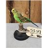 Image 4 : Green Budgie Parakeet Full Body Bird Taxidermy
