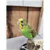 Image 5 : Green Budgie Parakeet Full Body Bird Taxidermy