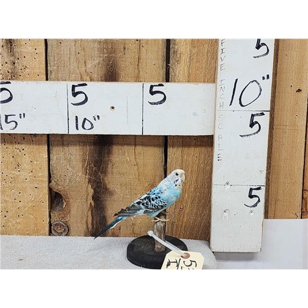 Blue Budgie Parakeet Full Body Bird Taxidermy