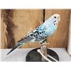 Image 2 : Blue Budgie Parakeet Full Body Bird Taxidermy