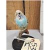 Image 3 : Blue Budgie Parakeet Full Body Bird Taxidermy