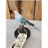 Image 4 : Blue Budgie Parakeet Full Body Bird Taxidermy