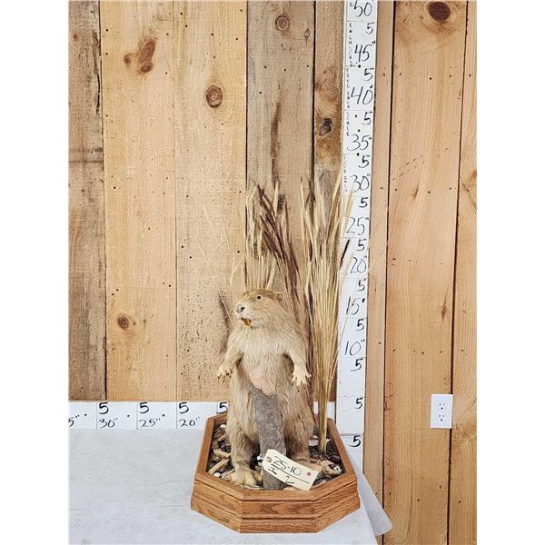 Juvenile Beaver Full Body Taxidermy Mount