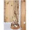 Image 1 : Juvenile Beaver Full Body Taxidermy Mount