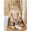 Image 2 : Juvenile Beaver Full Body Taxidermy Mount