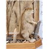 Image 4 : Juvenile Beaver Full Body Taxidermy Mount