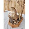 Image 5 : Juvenile Beaver Full Body Taxidermy Mount