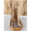Image 7 : Juvenile Beaver Full Body Taxidermy Mount