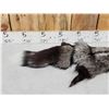Image 3 : Silver Ranch Fox Soft Tanned Fur