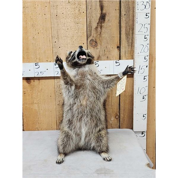 Crazy Raccoon Full Body Taxidermy Mount