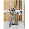 Image 1 : Crazy Raccoon Full Body Taxidermy Mount