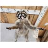 Image 2 : Crazy Raccoon Full Body Taxidermy Mount