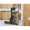 Image 3 : Crazy Raccoon Full Body Taxidermy Mount