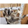 Image 4 : Crazy Raccoon Full Body Taxidermy Mount